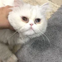 گربه نر سالم آماده جفتگیری پرشین فلت