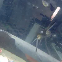 ماهی|ماهی|جهرم, |دیوار