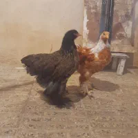 مرغ و خروس درجه یک