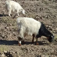 بز فروشی|حیوانات مزرعه|خوسف, |دیوار