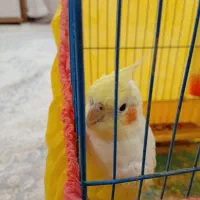 عروس هلندی سخنگو و اهلی|پرنده|ارومیه, |دیوار