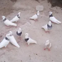 کبوتر فروشی