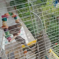 عروس هلندی ۵ماهه