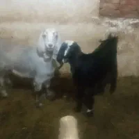 فروش 2 عدد بزغاله