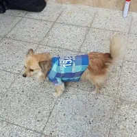 فروش سگ نژاد پامر اشپیتز|سگ|اردکان, |دیوار