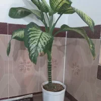 گل (دی فِن باخیا)