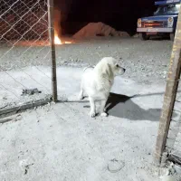 سگ پاپی|سگ|قم, بنیاد|دیوار