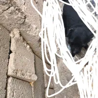 فروشی|سگ|کرمان, |دیوار