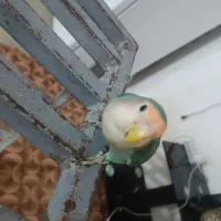 طوطی کوتوله یا برزیلی