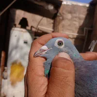 نر پلاکی جان آردن|پرنده|اهواز, بهارستان|دیوار