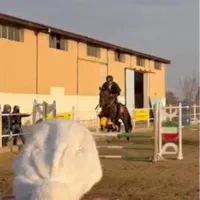 اسب ترکمن پرشی|اسب و تجهیزات اسبسواری|ارومیه, |دیوار