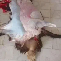 بره کشتاری همه رقم با قصابی رایگان|حیوانات مزرعه|قم, آذر (نکویی)|دیوار