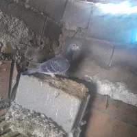 کبوتر|پرنده|نگین شهر, |دیوار