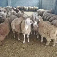 پخش گوسفند زنده