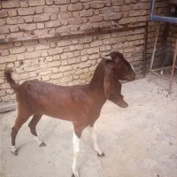 بز پاکستانی