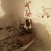 ککلی دوعدد|پرنده|اردبیل, |دیوار