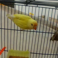 کوتوله با جوجه