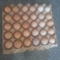 تخم مرغ محلی نطفه دار