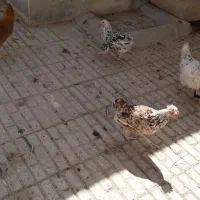 فروش پنج تا مرع ویه حروس گلین لری