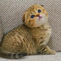 میوهاپ/ شهر گربههای اشرافی|گربه|رشت, گلسار|دیوار