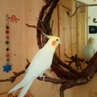 عروس هلندی نر ۵ ساله با قغس