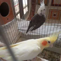 سه عدد عروس هلندی مولد