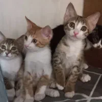 واگذاری بچه گربه