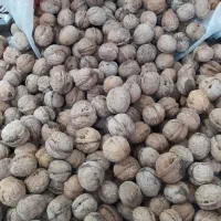 گردو نهال|خوردنی و آشامیدنی|جوانرود, |دیوار