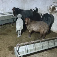 فروش گوسفند زنده|حیوانات مزرعه|پاکدشت, پاکدشت (مامازند)|دیوار