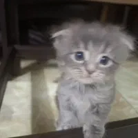 بچه گربه نازبازیگوش نژاداسکاتیش پرشین