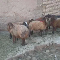 دوتا بره شیر ی  غزل افشار