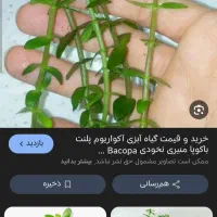 گیاه آکواریومی قیمت مناسب