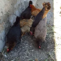 ۳۰ عددمرغ کُردی تخم گزار جوان کرچ شو