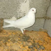 کبوتر‌‌دولاخ|پرنده|تبریز, |دیوار