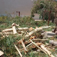 خرید چوب و هرس کردن درختهای مزاحم|خدمات باغبانی و درختکاری|رفسنجان, |دیوار