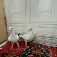 کفتر پرشی وجفتگاه