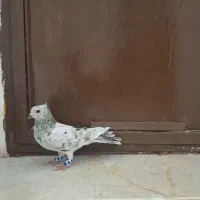 کفتر سرور|پرنده|قم, شهر قائم|دیوار
