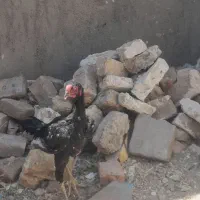 خروس لاری