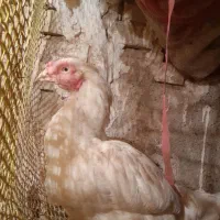 مرغ لاری تخمگذار|حیوانات مزرعه|مشهد, رده|دیوار