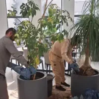 باغبانی گل گیاه تعویض گلدون