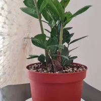 گل آپارتمانی،زاموفلیا، آگلونما و.عمده تحویل رایگان|گل و گیاه طبیعی|تهران, شهرک محلاتی|دیوار