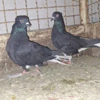 یک جفت زیل دم سفید ۱۶ پر دم هر دوساز