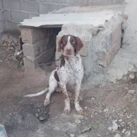 واگذاری توله شکاری