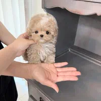 پودل مالتیز عروسکی مالتیپو ۴/۵۰۰ به بالا|سگ|تهران, منیریه|دیوار