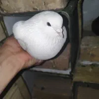 تعدادی کبوتر بزک تهرونی کاشونی شازده پلاکی|پرنده|شهرضا, |دیوار