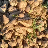 چغندر|لوازم جانبی حیوانات|صحنه, |دیوار