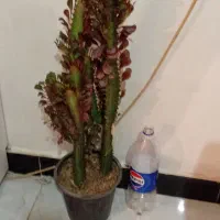 ح ر ا ج|حراج|خرمآباد, |دیوار