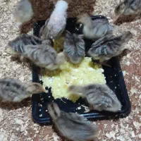 بوقلمون و بچه بوقلمون سه ماه