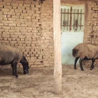 ۳عدد گوسفند فروشی اصل شال،  سالم، جفتش آبستن هس|حیوانات مزرعه|شال, |دیوار