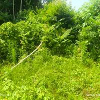 علف زنی با دستگاه